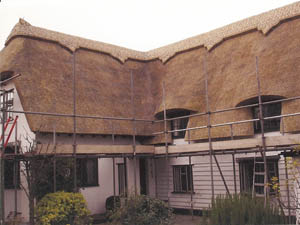 Wheat Reed Thatch