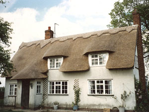 Wheat Reed Full Thatch