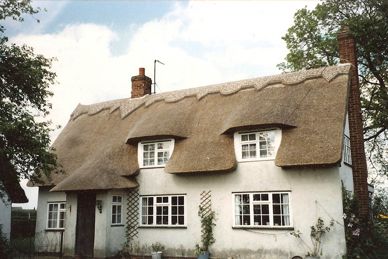 Wheat reed New Thatch